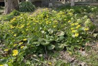 春です　リュウキンカとフキノトウの花一杯